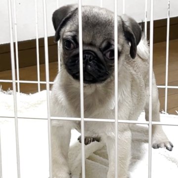 パグ【香川県・男の子・2025年8月2日・フォーン】の写真「ムチムチでコロコロ💕」