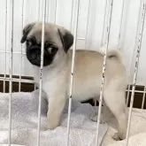 パグ