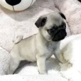 パグ【香川県・男の子・2025年9月16日・フォーン】の写真2「１１月１８日、撮影。フォーンの男の子！」