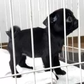 パグ【香川県・女の子・2025年9月23日・ブラック】の写真2「１１月２８日、撮影。ブラックの女の子」