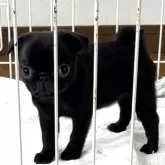 パグ【香川県・女の子・2025年9月23日・ブラック】の写真4「１１月２８日、撮影。ブラックの女の子」