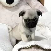 パグ【香川県・男の子・2025年9月16日・フォーン】の写真6「１１月１８日、撮影。フォーンの男の子！」