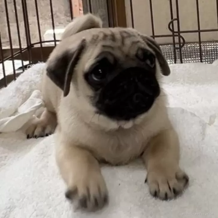 ID:2403-06611の子犬