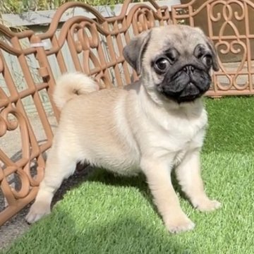 パグ【香川県・女の子・2024年2月4日・フォーン】の写真「緊張しすぎて、写真写りが…😭」