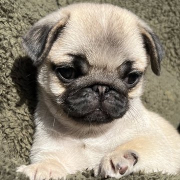 パグ【香川県・女の子・2024年2月4日・フォーン】の写真「色白で、少し🤏小ぶりの甘えん坊。」