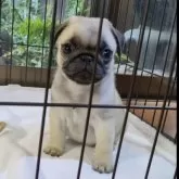 パグ【香川県・女の子・2024年4月2日・フォーン】の写真1「ベッピンさん」