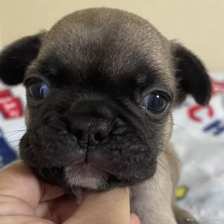 ID:2406-04576の子犬