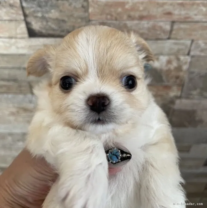 ID:2307-01467の子犬