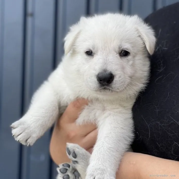 ID:2305-04729の子犬