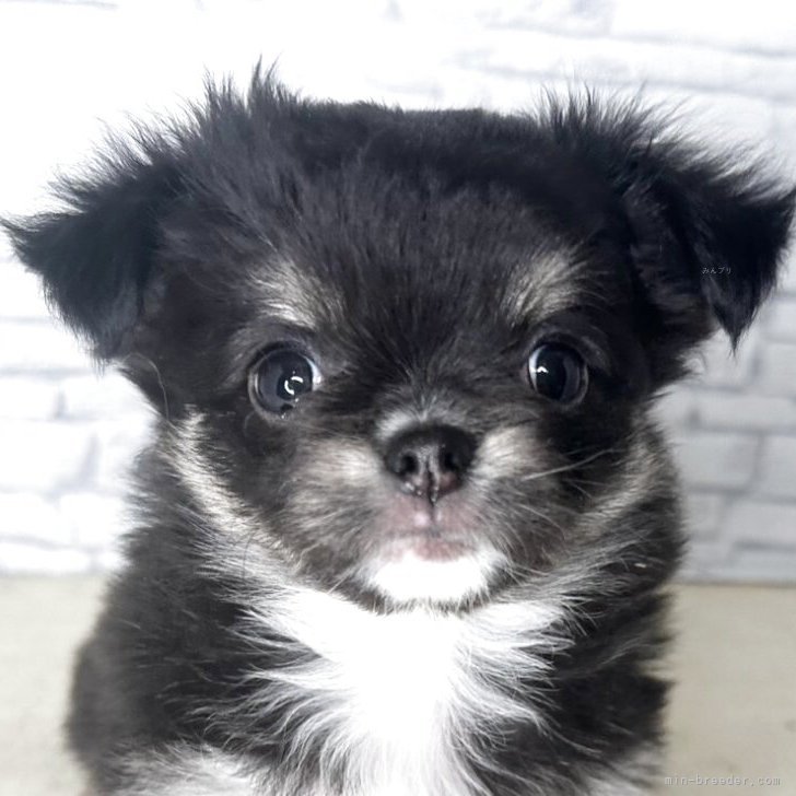 ブリーダー画像