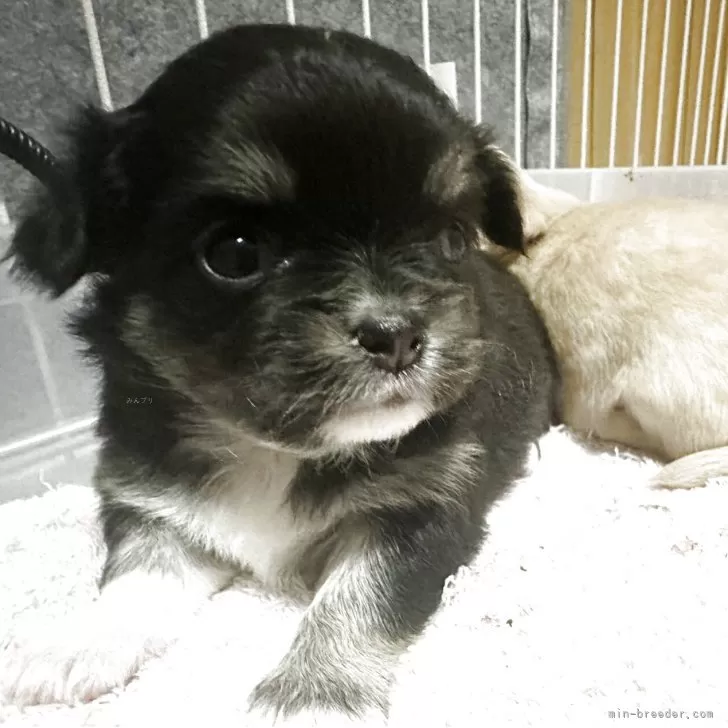 チワワ(ロング)【埼玉県・女の子・2025年10月12日・ブラックタンアンドホワイト】の写真1