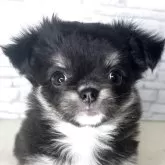 チワワ(ロング)