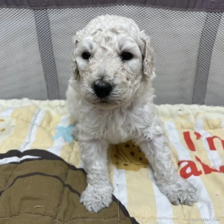 ID：2302-04810の子犬