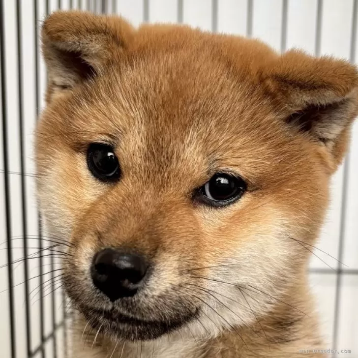 イチロー 様のお迎えした子犬