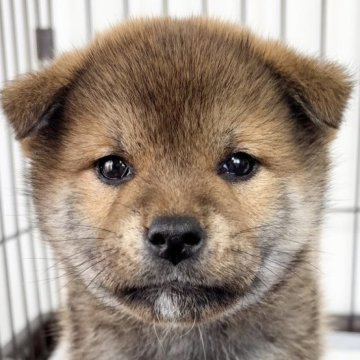 柴犬(標準サイズ)【福井県・男の子・2025年11月21日・赤】の写真「人が好き！かまってチャン！愛くるしい子で笑顔満開！」