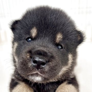 柴犬(標準サイズ)【福井県・男の子・2025年8月24日・黒】の写真「血統が極めて優秀な子♪容姿抜群で性格は癒し系♡」