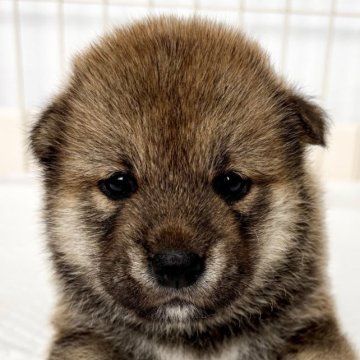 柴犬(標準サイズ)【福井県・女の子・2025年7月14日・赤】の写真「容姿端麗の激可愛女子！優しくおっとりした性格♪」