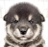 柴犬(標準サイズ)