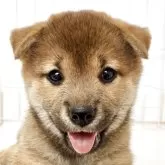 柴犬(標準サイズ)
