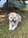 柴犬(標準サイズ)【福井県・男の子・2016年7月20日・赤】の写真1