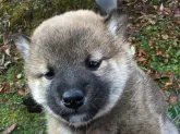 柴犬(標準サイズ)【福井県・男の子・2017年2月10日・赤】の写真1