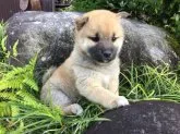 柴犬(標準サイズ)【福井県・女の子・2018年4月18日・赤】の写真1「5/26撮影」