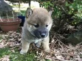 柴犬(標準サイズ)【福井県・男の子・2017年2月10日・赤】の写真3