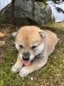柴犬(標準サイズ)【福井県・男の子・2016年7月20日・赤】の写真3