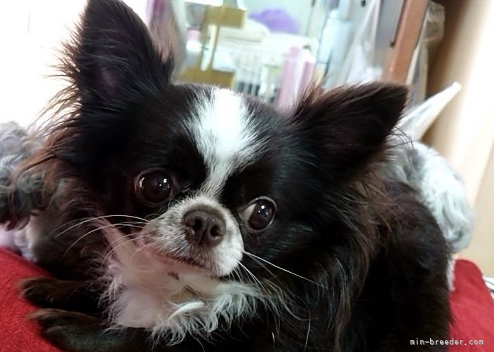 太田路子ブリーダーのブログ：ダークなちわわんママ①