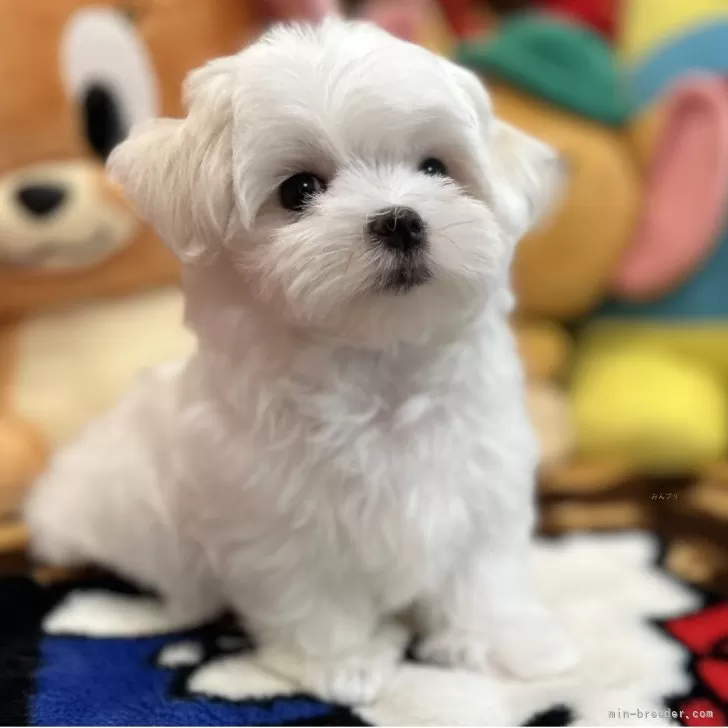 名古屋より 様のお迎えした子犬