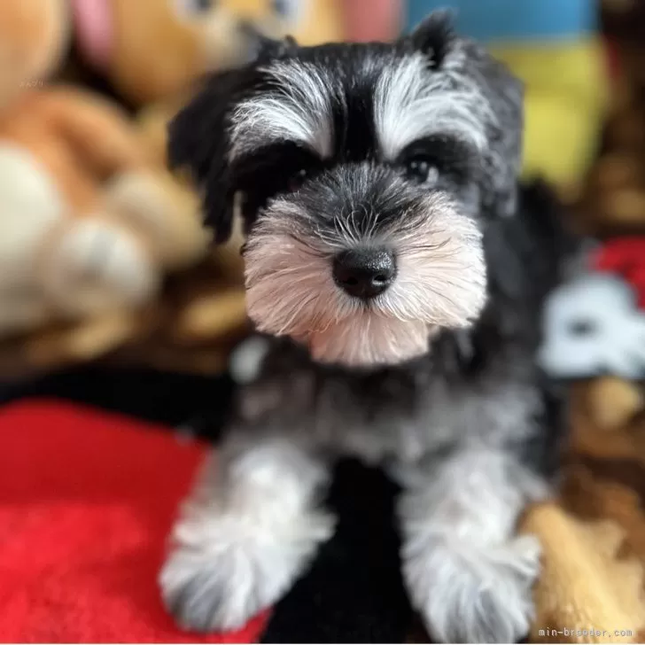 ID：2509-06237の子犬