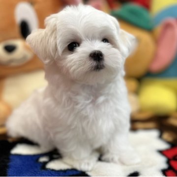 マルチーズ【愛知県・女の子・2025年8月6日・ホワイト】の写真「もふもふなわたしです」