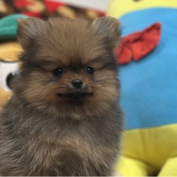 ポメラニアン【愛知県・女の子・2025年9月19日・オレンジ】の写真「ほんわりなわたしは黄色リボン」