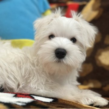 ミニチュアシュナウザー【愛知県・女の子・2025年8月29日・ホワイト】の写真「まだまだ珍しい白シュナさん」