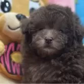 タイニープードル