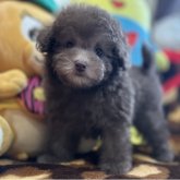 トイプードル(タイニー)