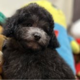 トイプードル(トイ)