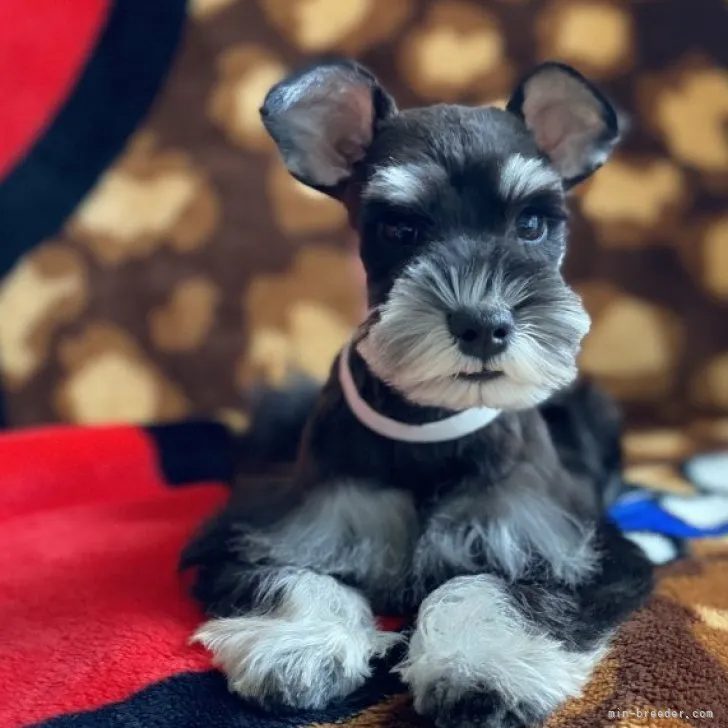 クリトモ 様のお迎えした子犬