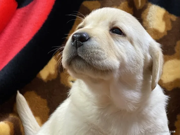 ID：2011-01620の子犬