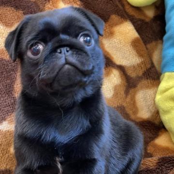 パグ【愛知県・女の子・2022年9月15日・ブラック】の写真「キラキラな目の姫です」