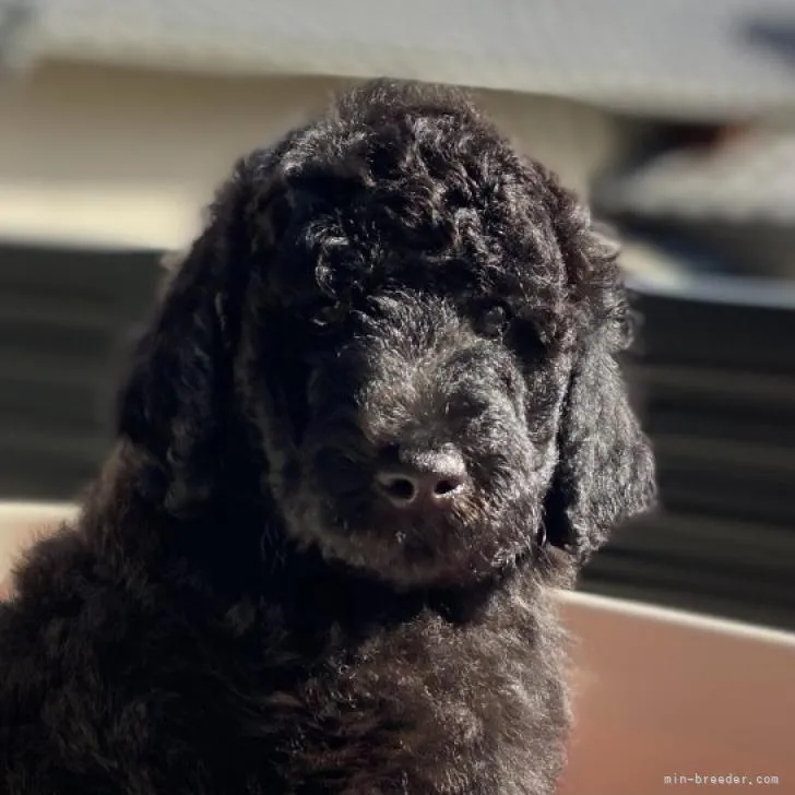ID:2208-01889の子犬