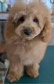 トイプードル(トイ)【埼玉県・男の子・2024年10月14日・ペールフォーン(クリーム)】の写真12