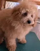 トイプードル(トイ)【埼玉県・男の子・2024年10月14日・ペールフォーン(クリーム)】の写真15