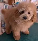 トイプードル(トイ)【埼玉県・男の子・2024年10月14日・ペールフォーン(クリーム)】の写真14