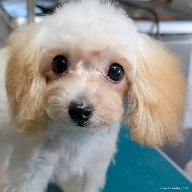 H.N 様のお迎えした子犬