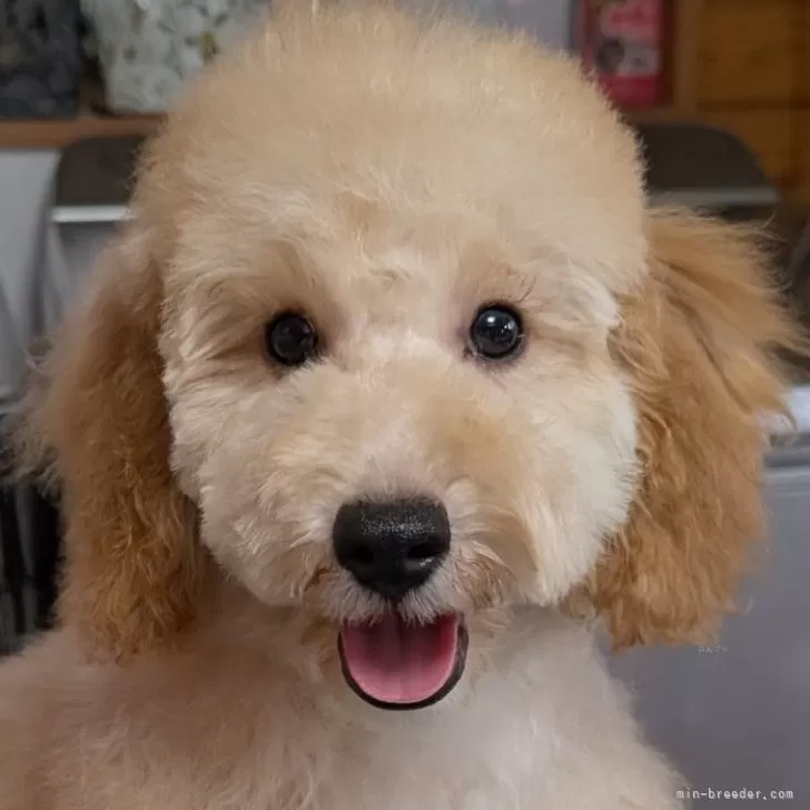 イヌジマ 様のお迎えした子犬