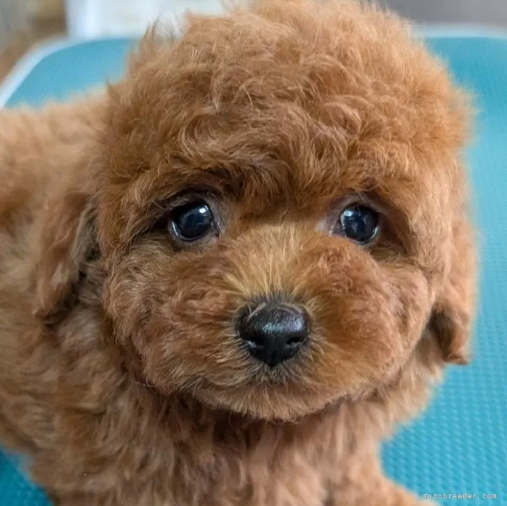 M.S 様のお迎えした子犬