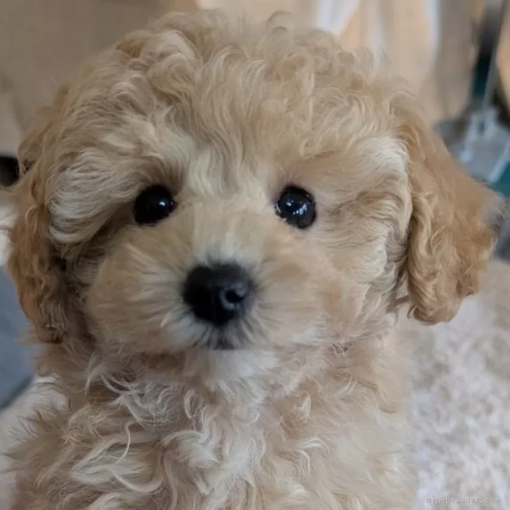 ID：2502-01555の子犬