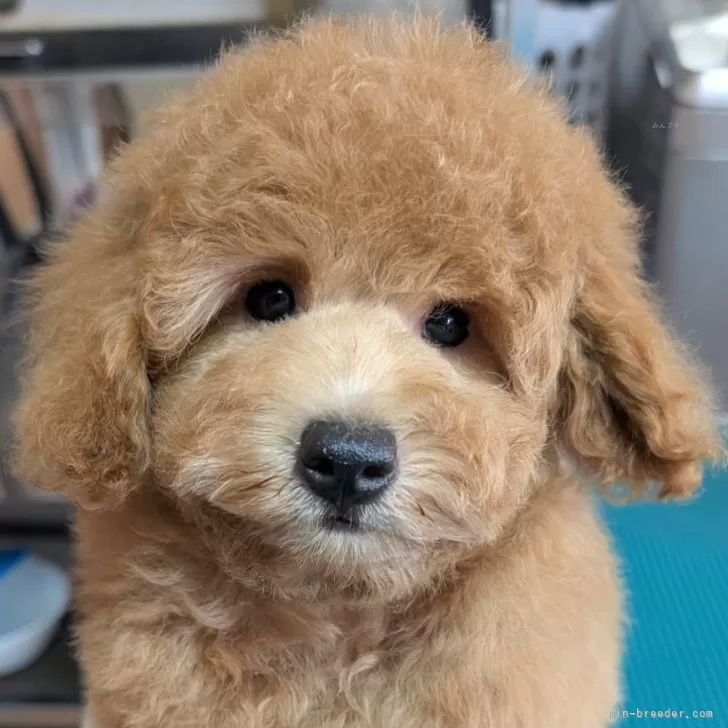 ID:2507-02791の子犬