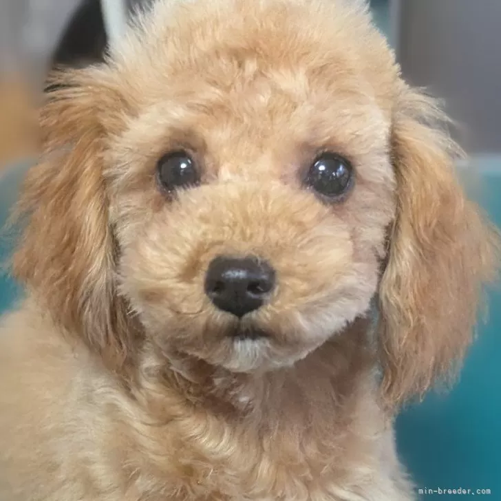 ID：2410-06123の子犬